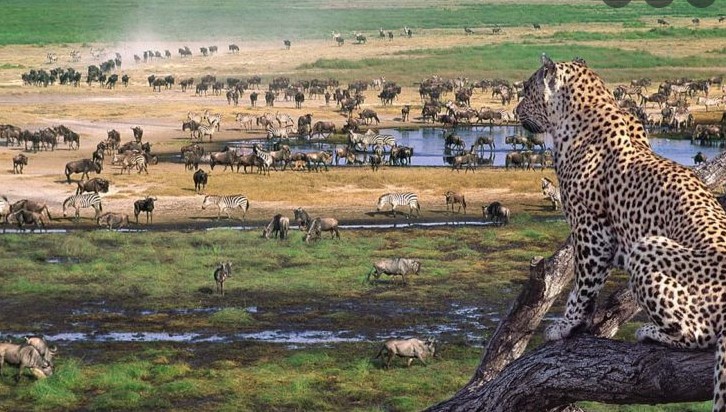 parc Tarangire - parc Ngorongoro