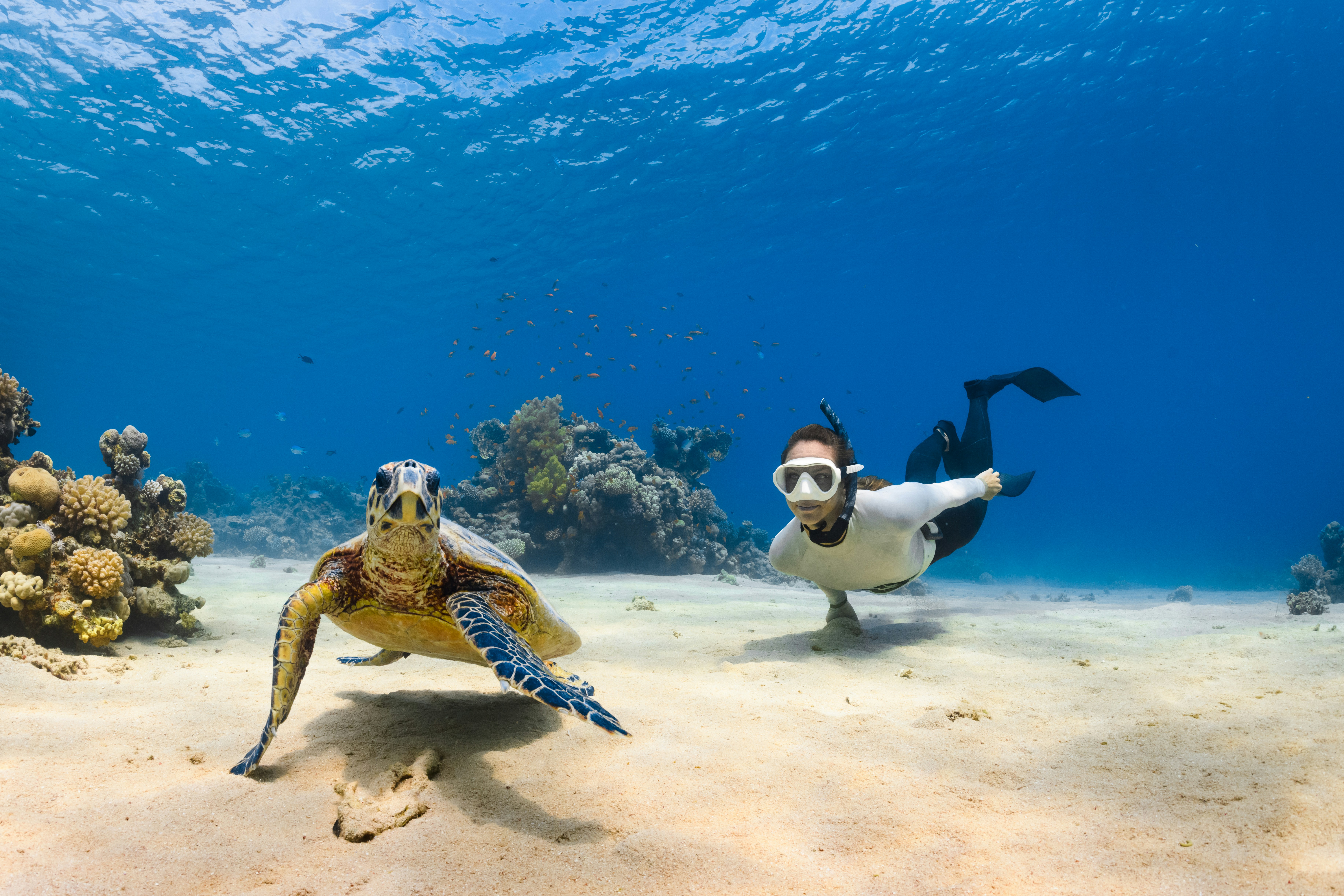 Plongée sous-marine à Ras Mohammed et l'île Tiran : Ces sites de plongée réputés à Charm el-Sheikh offrent une expérience immersive dans un monde sous-marin époustouflant, où les récifs coralliens colorés abritent une biodiversité marine exceptionnelle, attirant les amateurs de plongée du monde entier.